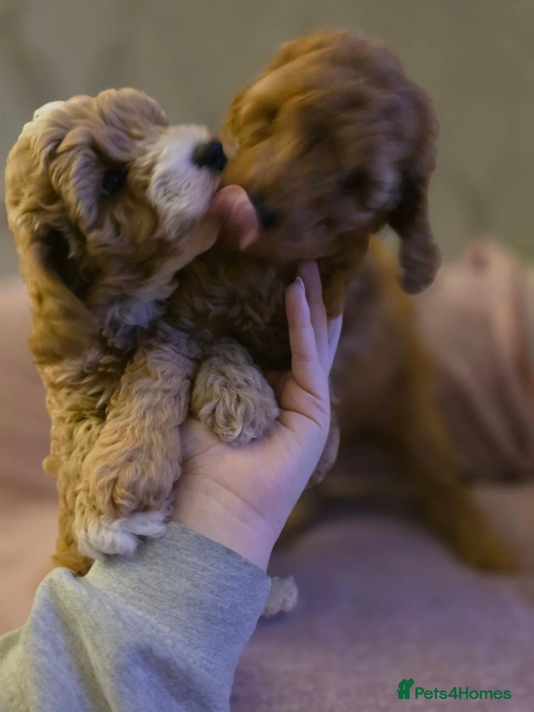 Cockapoo dogs for sale: Miniature cockapoo  in Bathgate - Advert 13