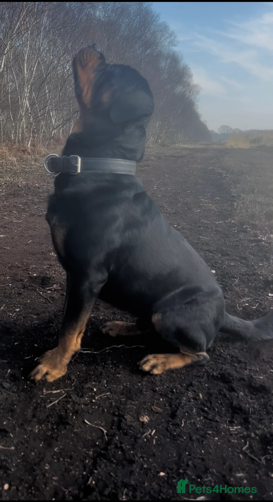 Rottweiler dogs for stud: Serbian Import - OTTO for stud  in Doncaster - Advert 9