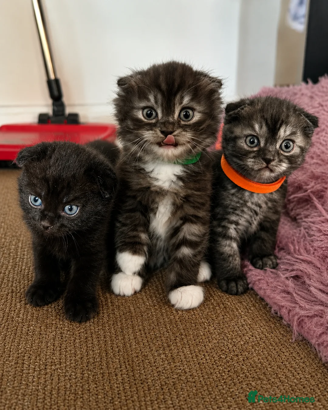 Scottish Fold cats for sale: Gorgeous Scottish Fold Kittens - Advert 1