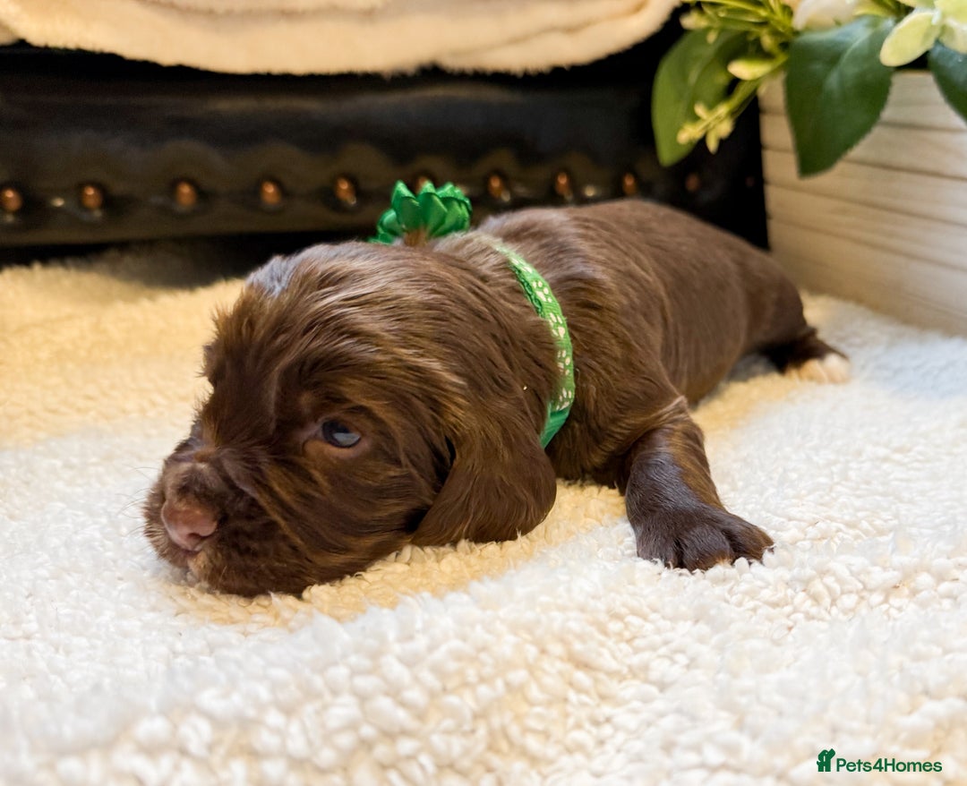 Cocker Spaniel dogs for sale: stunning chocolate and tri kc cocker spaniels - Advert 29