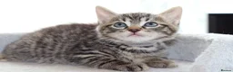 Mixed Breed cats for sale:  Lovely Kittens  Ready in 2 WEEKS - Advert 2