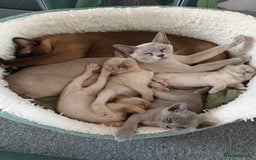 Burmese cats for sale: Lilac girl and chocolate boy - Advert 5