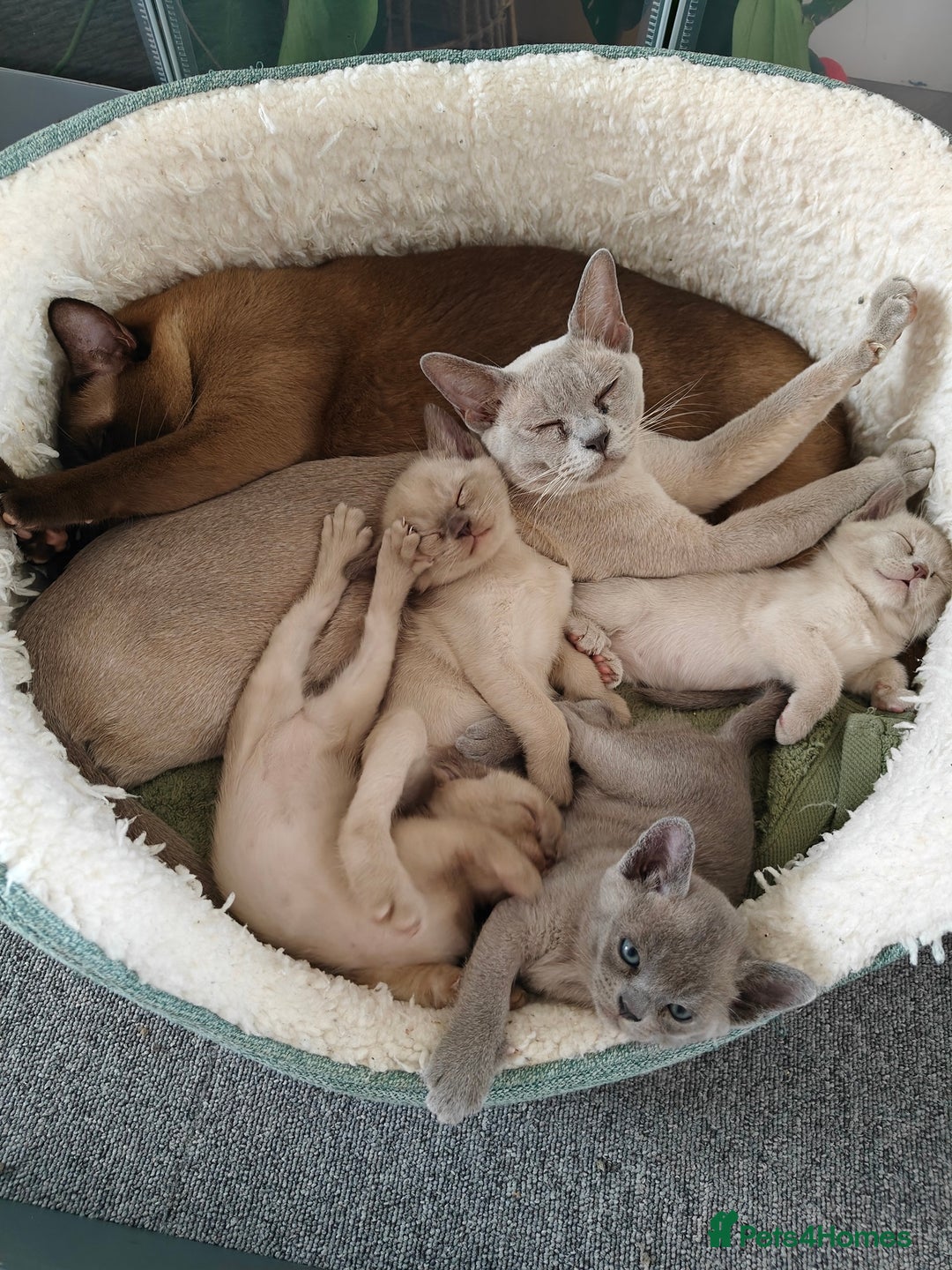 Burmese cats for sale: Lilac girl and chocolate boy - Advert 5