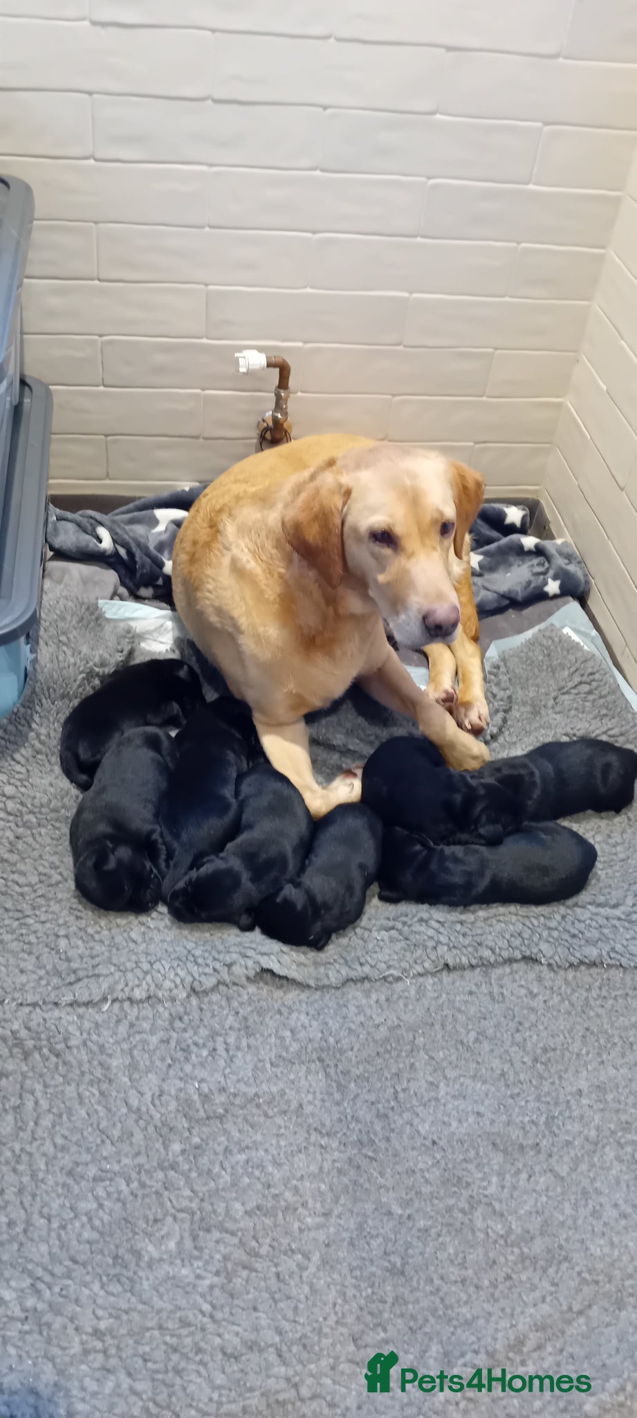 Labrador Retriever dogs Remaining puppy of 8 KC reg, adorable, Black pups  - Advert 2