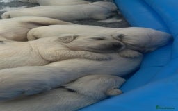 Golden Retriever dogs for sale: KC registered golden retriever puppies  - Image 3