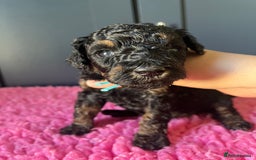 Poodle dogs for sale: Phantom Poodle puppies  - Image 4
