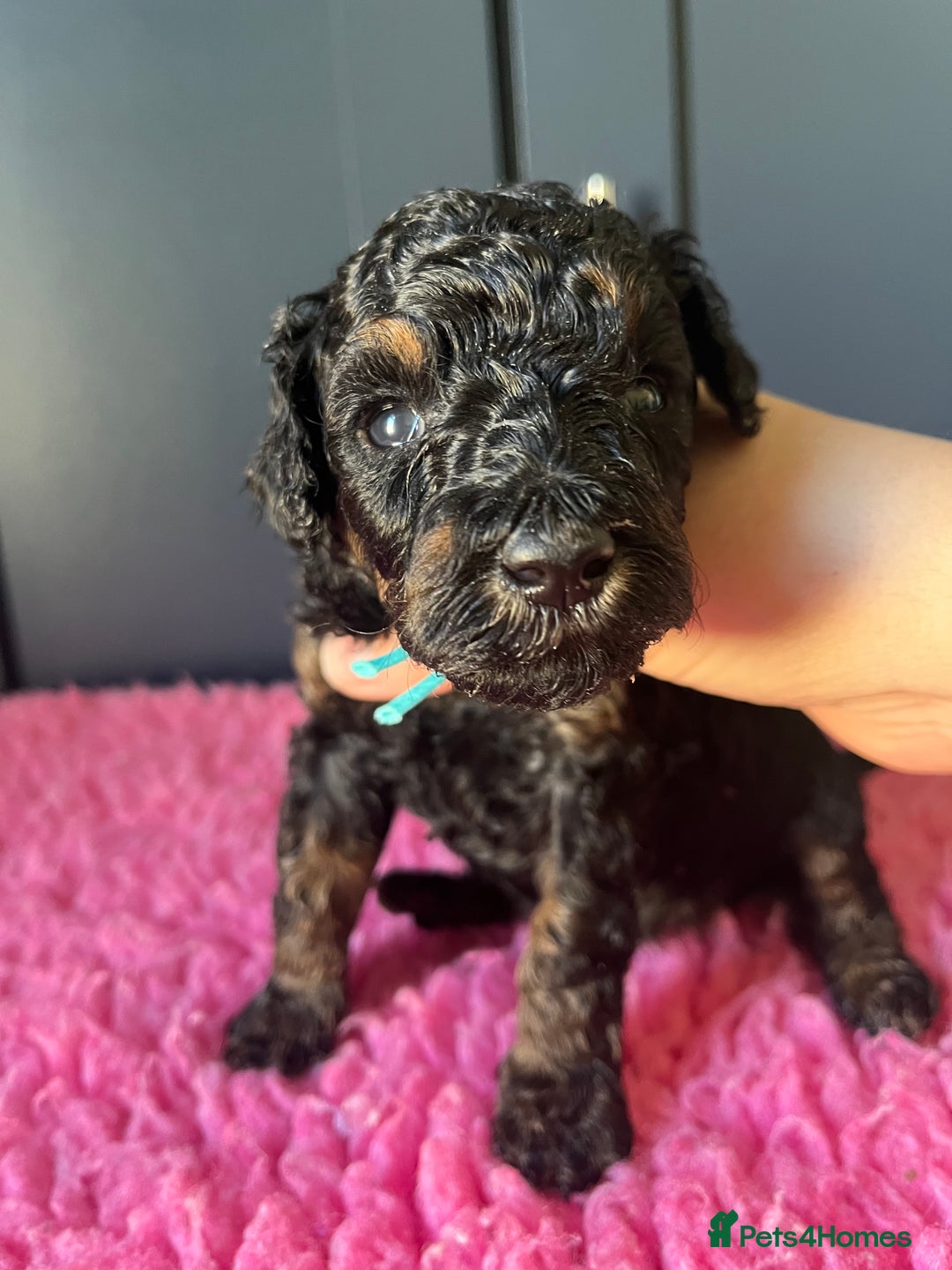 Poodle dogs for sale: Phantom Poodle puppies  - Image 4