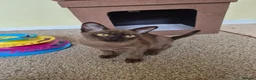 Burmese cats for sale:  Pedigree Brown Male Burmese Kitten - Advert 7