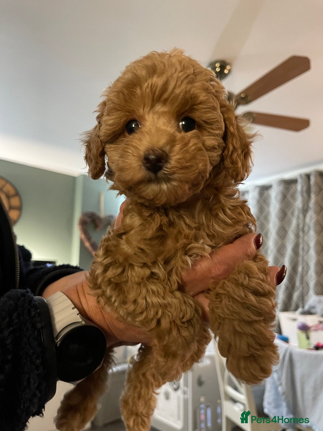 Toy Poodle dogs for sale: Teddy bear toy poodles  - Image 1