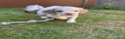 Mixed Breed dogs for sale: Clumber x Puppies  - Advert 3