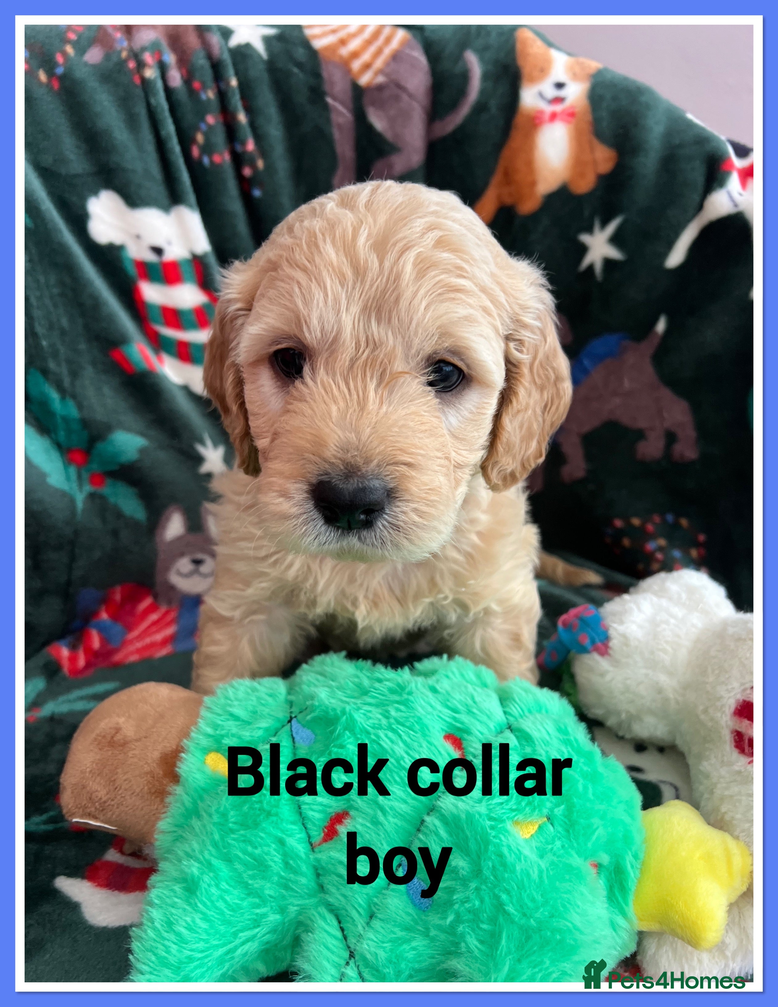 Mini Goldendoodle dogs 🐾STUNNING F1 MINIATURE GOLDEN DOODLES 🐾 - Advert 2