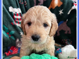 Mini Goldendoodle dogs 🐾STUNNING F1 MINIATURE GOLDEN DOODLES 🐾 - Advert 9