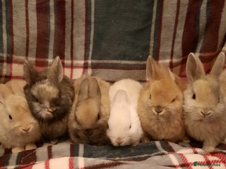 Netherland Dwarf rabbits Five Litters Of Netherland Dwarf Babies - Advert 3