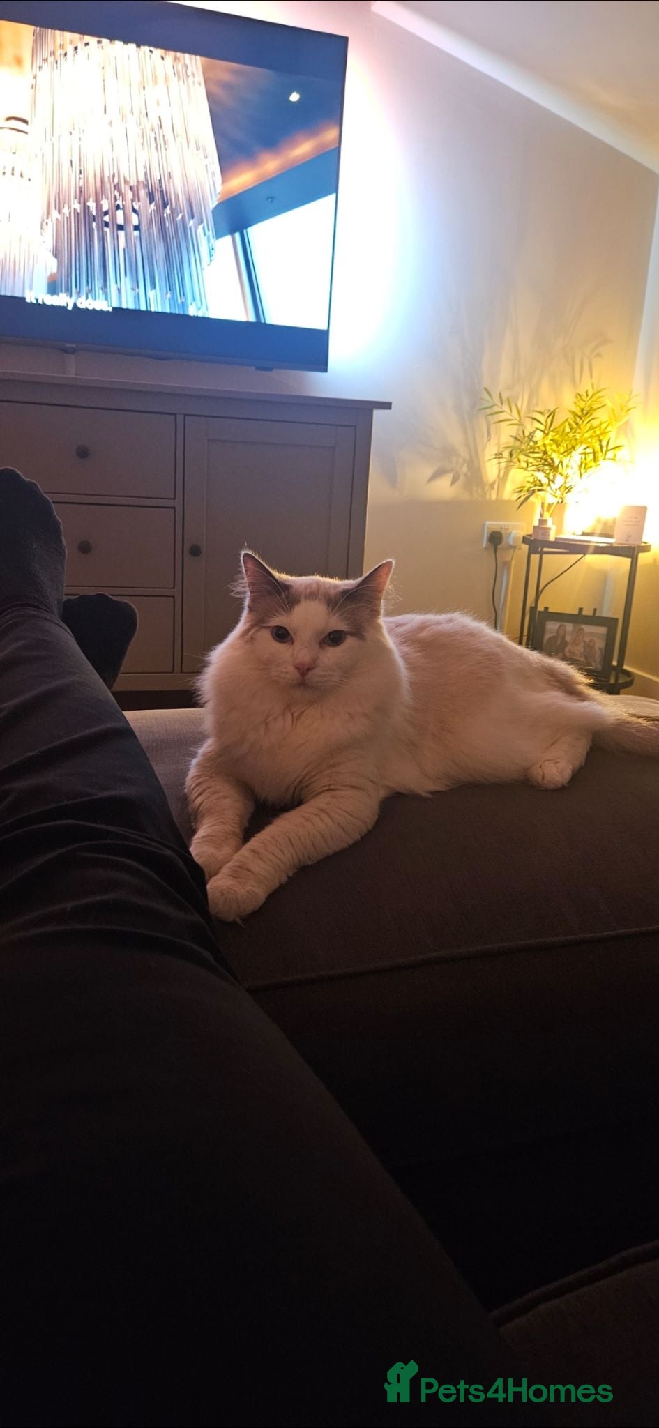 Ragdoll cats Rehoming Friendly Loving Ragdoll - Advert 1