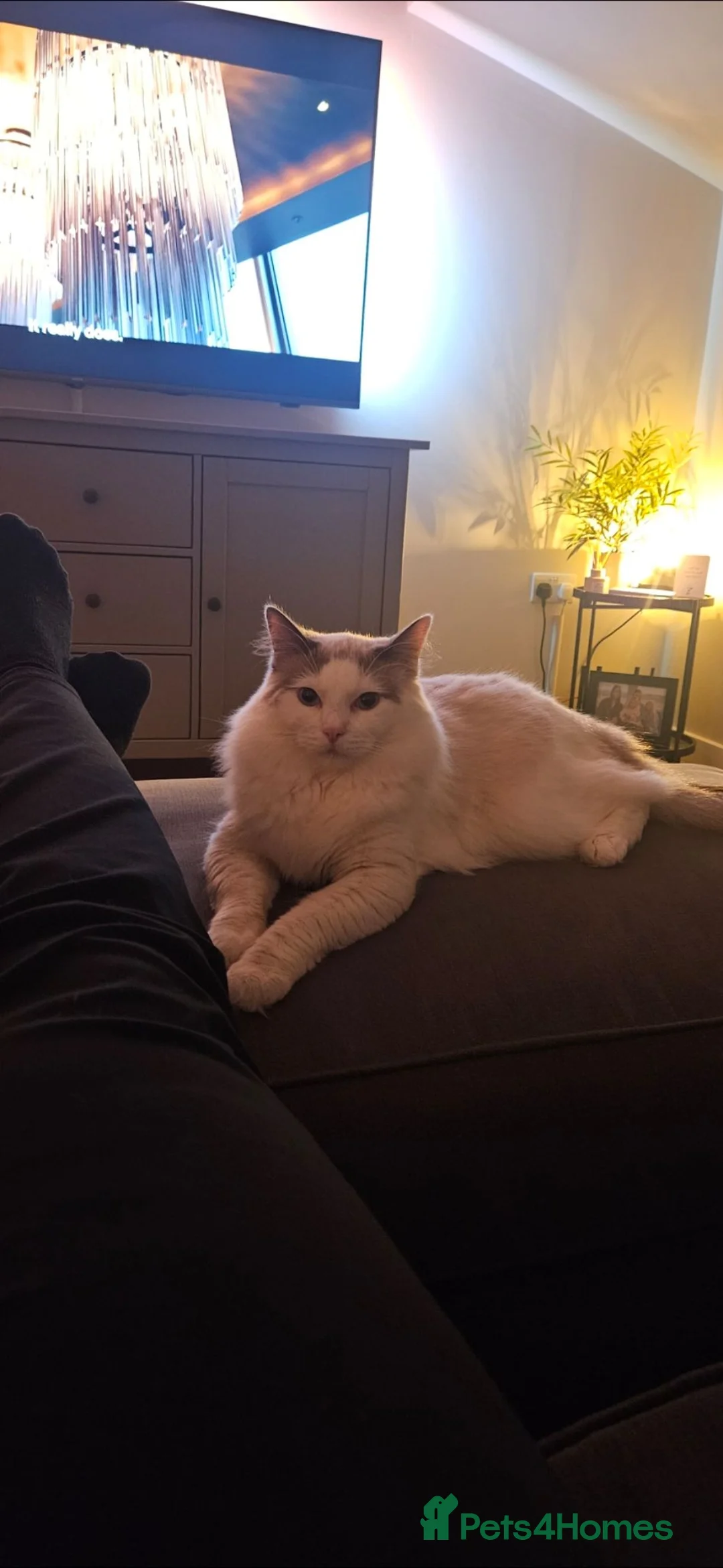 Ragdoll cats for sale: Rehoming Friendly Loving Ragdoll - Advert 2