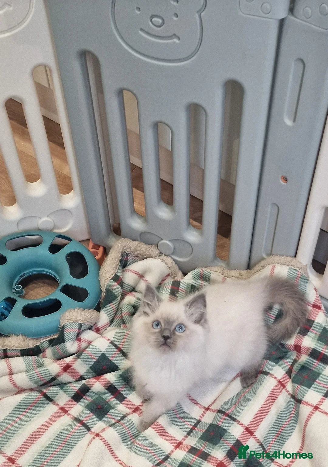 Ragdoll cats for sale: Rag doll kitten for sale  - Advert 4