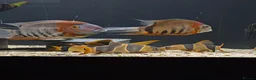 Cichlids fish for sale: South American cichlid's  in Sheffield - Advert 12