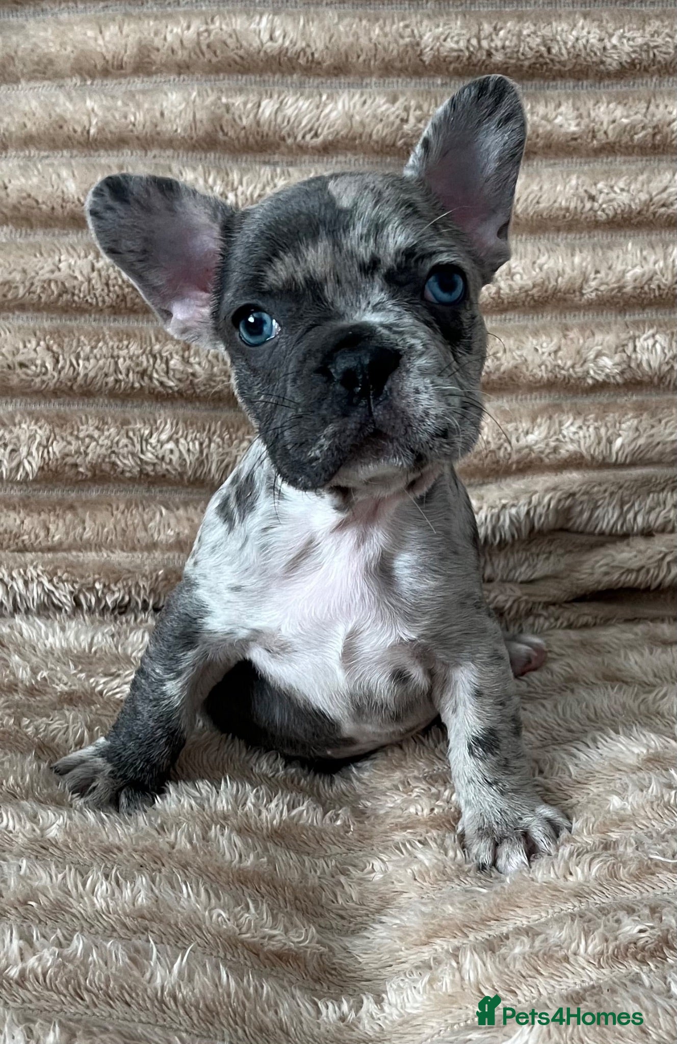 French Bulldog dogs 1 Beautiful french bulldog male puppy available  - Advert 2