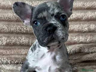 French Bulldog dogs 1 Beautiful french bulldog male puppy available - Advert 2