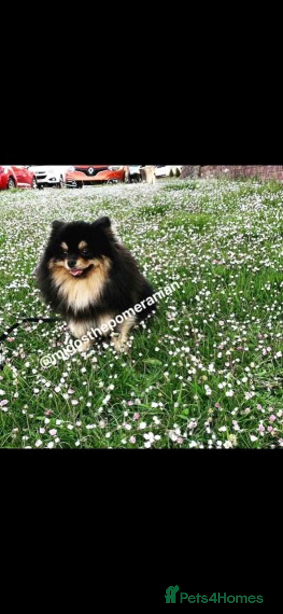 Pomeranian dogs for stud: Stunning proven KC black and tan pom stud in Ebbw Vale - Advert 18