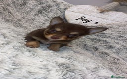 Chihuahua dogs for sale: ✨🐾 chihuahua pups 🐾✨ - Image 2
