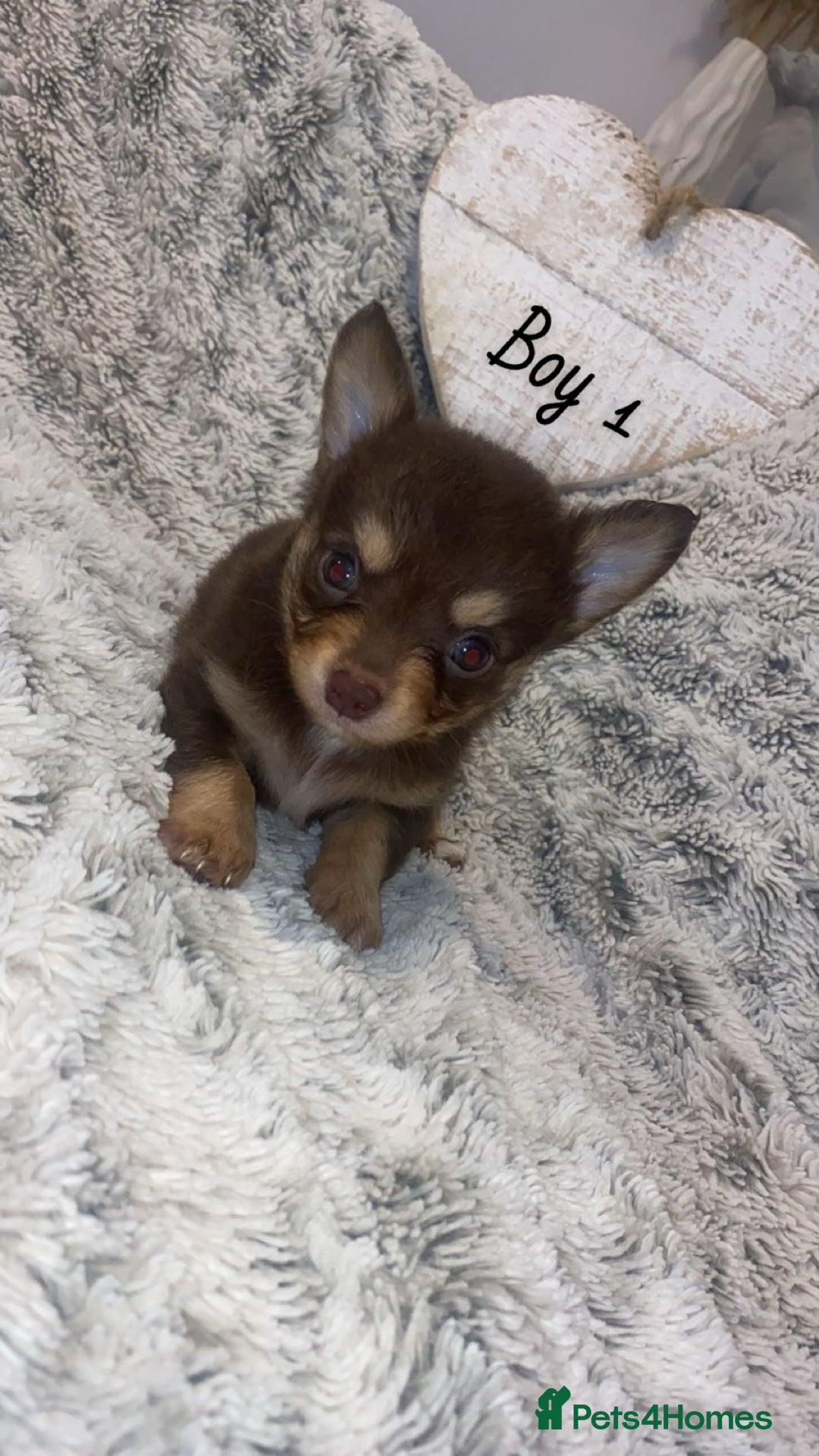 Chihuahua dogs for sale: ✨🐾 chihuahua pups 🐾✨ - Image 2