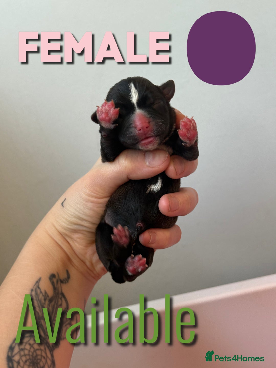 Mixed Breed dogs for sale: Mixed Breed Puppies - Image 16