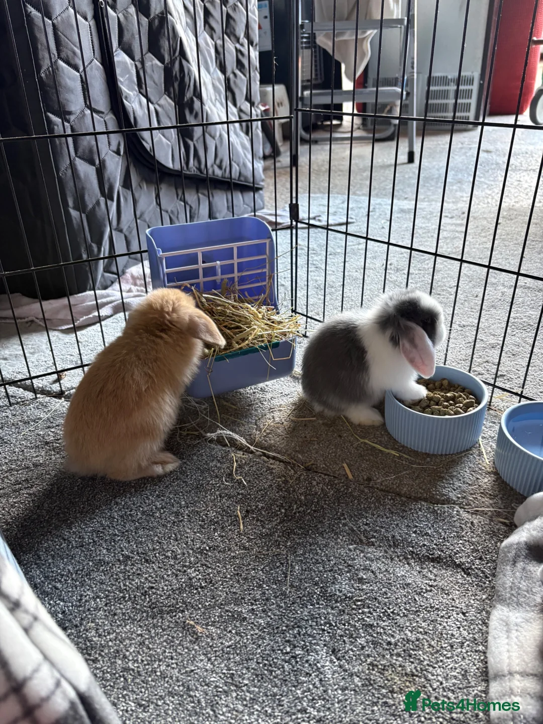 Mini Lop rabbits for sale: 2 x Male Mini Lops in Swansea - Advert 6