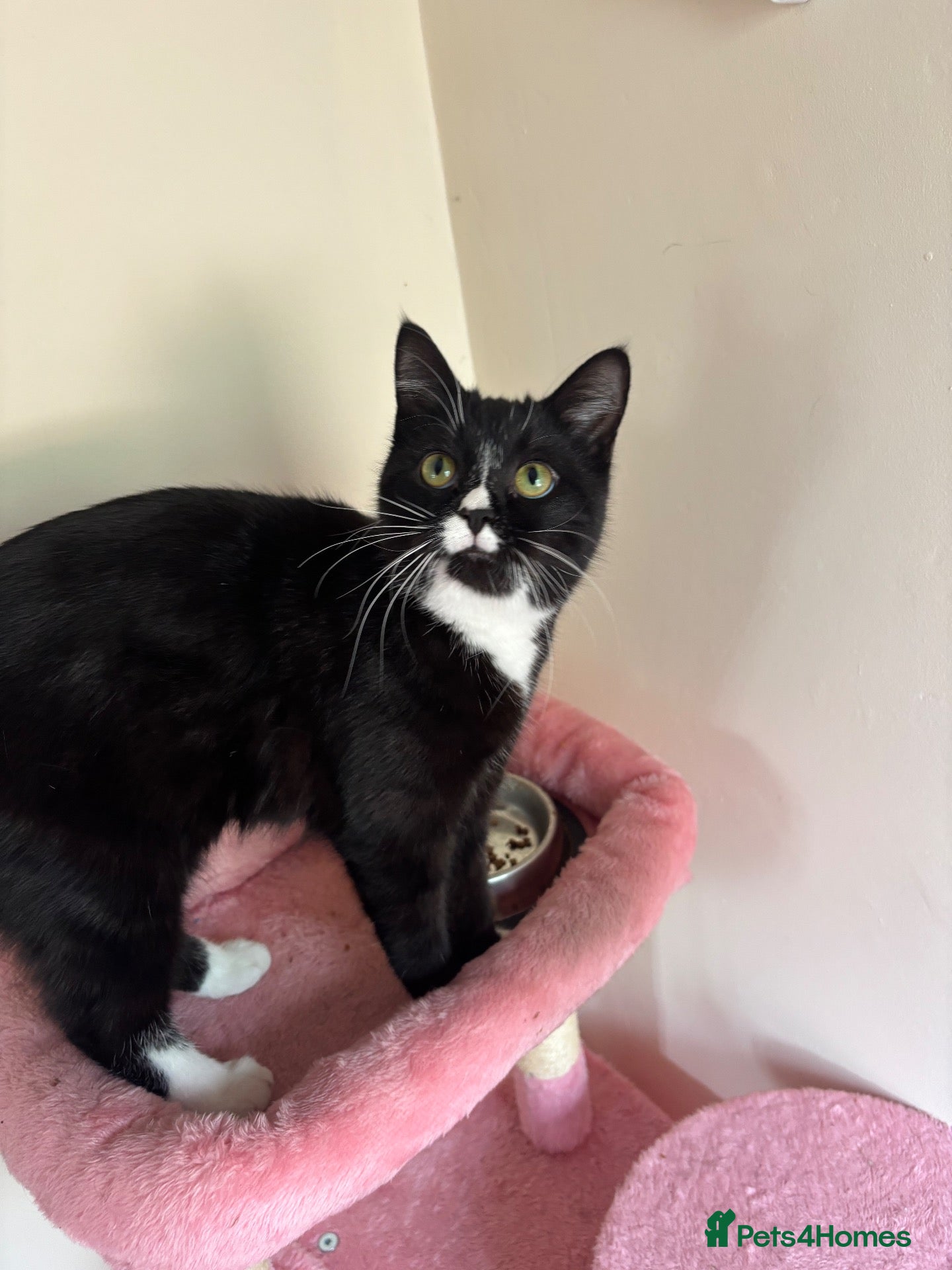 Mixed Breed cats Female cat - Advert 1