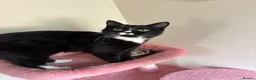 Mixed Breed cats for sale: Female cat - Advert 1
