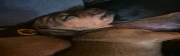 Dachshund dogs for sale: 2 Adorable Clever Little Boys. in Edinburgh - Advert 13