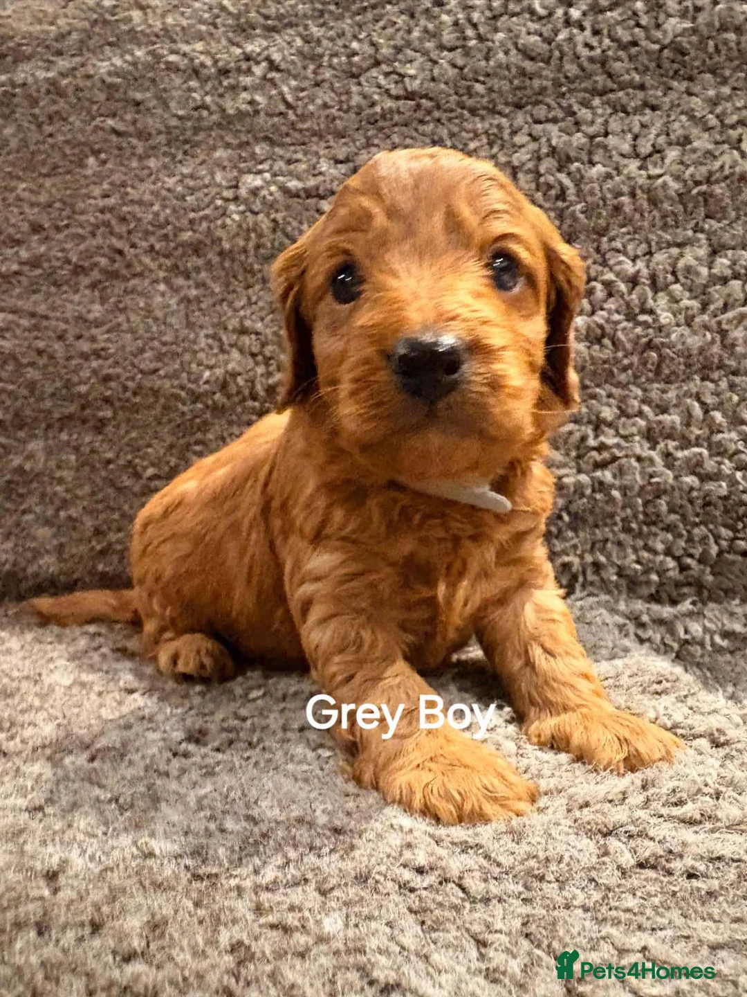 Cockapoo dogs for sale: 🐾 Beautiful F1B Cockapoo Puppies  🐾 - Advert 2