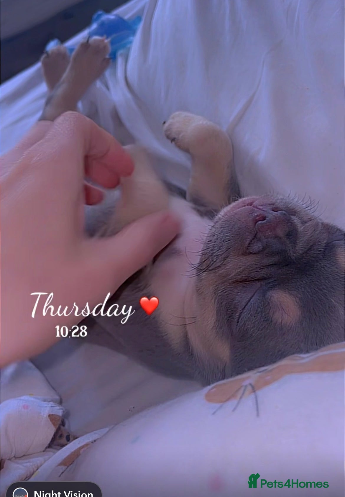 French Bulldog dogs for sale: Quality French bulldog puppies pet price in Dronfield - Advert 10
