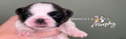 Pekingese dogs for sale: 🩷QUALITY BOYS & GIRLS🩵 - Advert 18