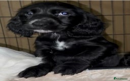 Cocker Spaniel dogs for sale: Cocker Spaniel Puppies - Image 4