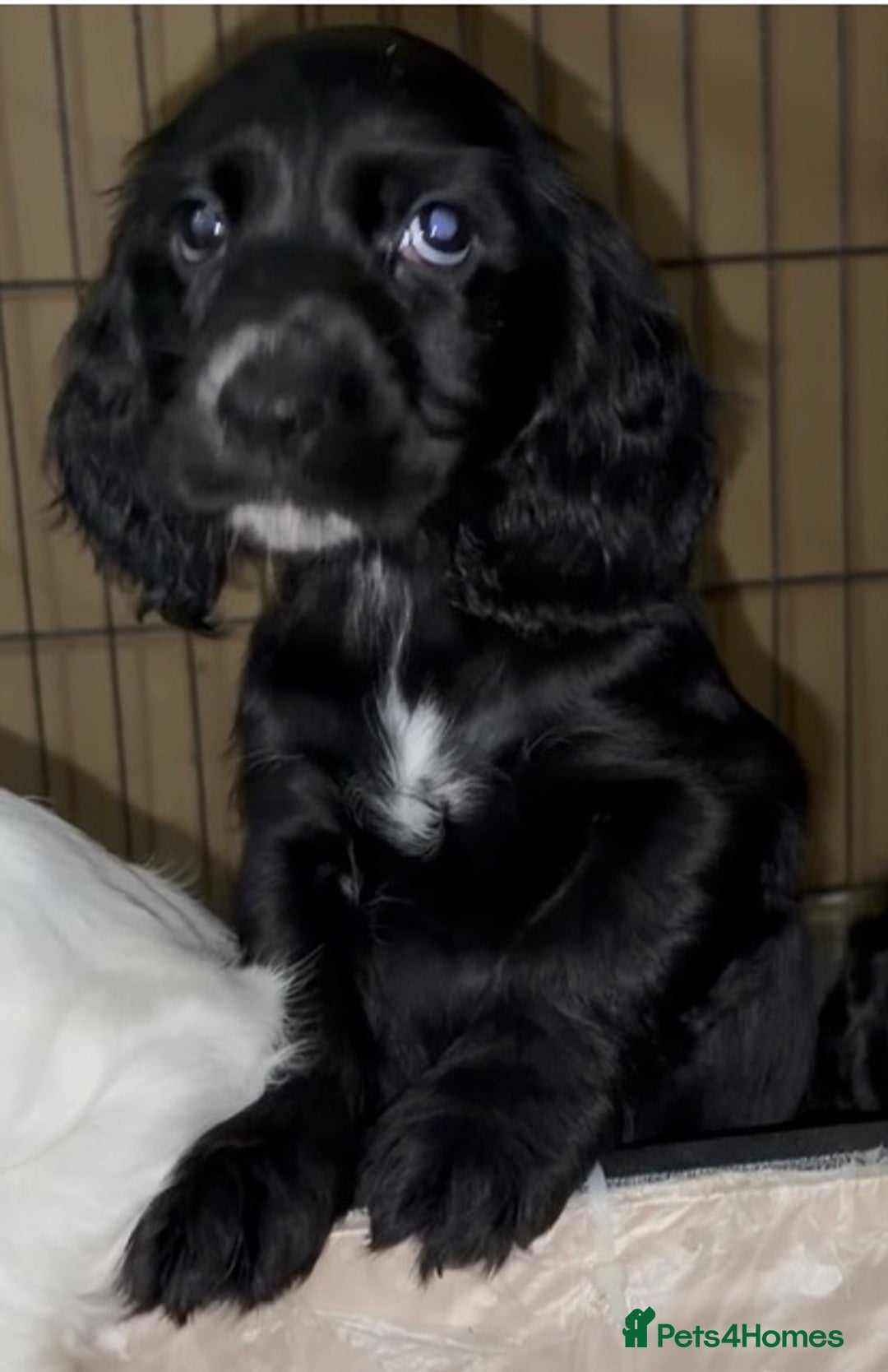 Cocker Spaniel dogs for sale: Cocker Spaniel Puppies - Image 4