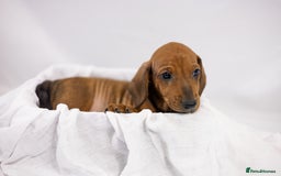 Dachshund dogs for sale: Standard champion bred dachshunds  - Image 14