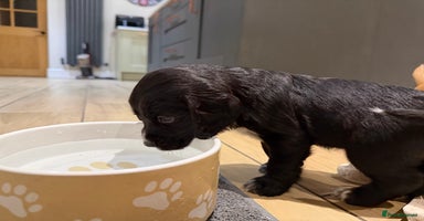 Cocker Spaniel dogs * only 1 left - Pedigree Working Cocker Spaniels  - Advert 13
