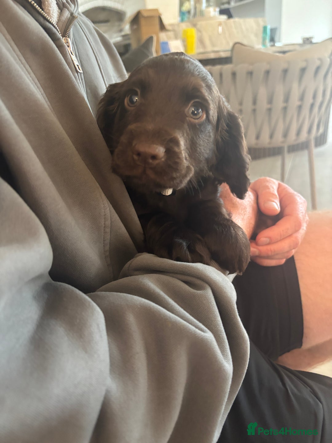 Cocker Spaniel dogs for sale: 3 boys left - Outstanding working cocker spaniels - Image 7