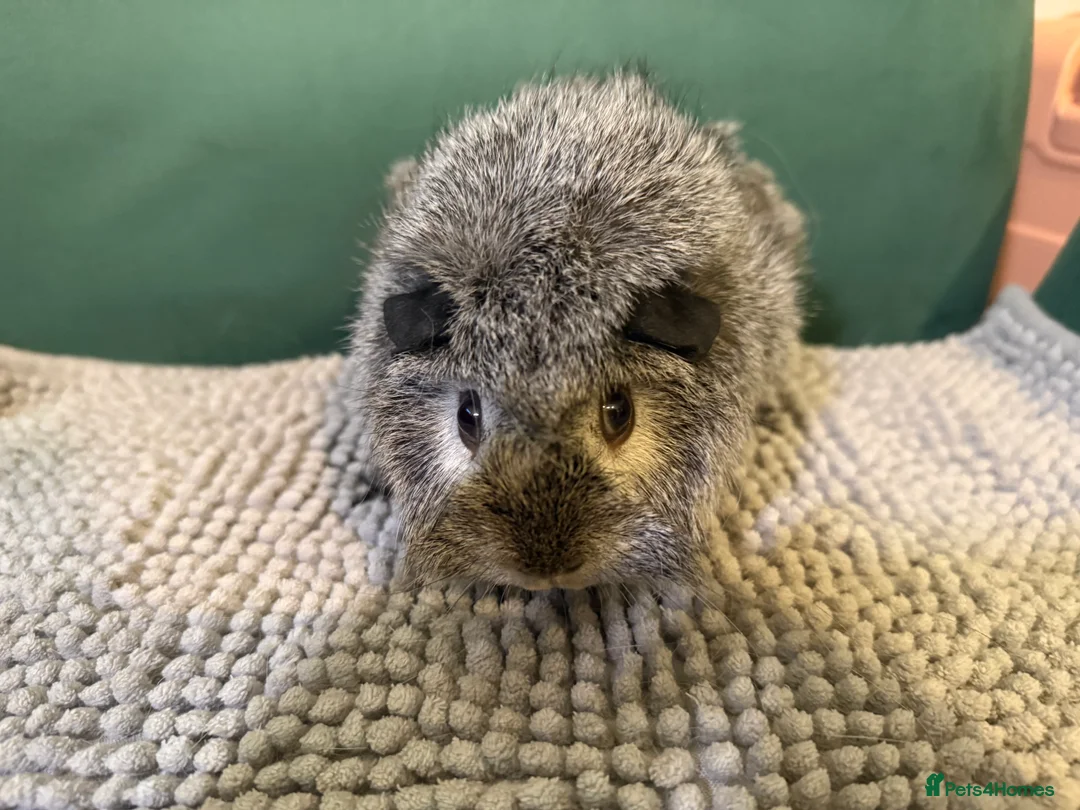 Guinea Pig rodents for sale: Lovely girls  - Advert 6