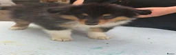 Rough Collie dogs for sale: Beautiful rough collie puppies  - Advert 8