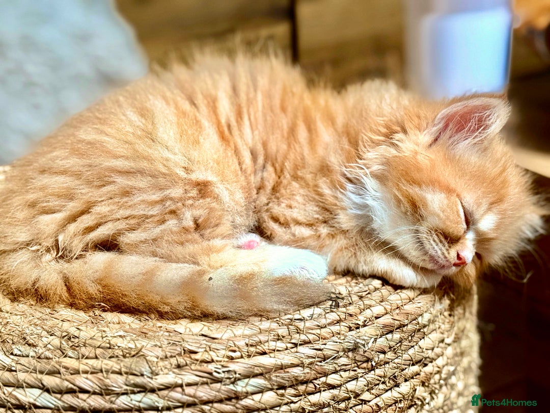 Persian cats for sale: 🐾 Curly-Haired Persian Kittens  - Image 4