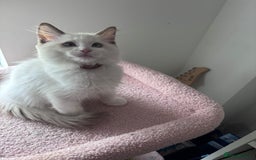Ragdoll cats for sale:  Last two pure Ragdolls ready now reduced price - Image 19