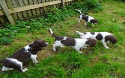 English Springer Spaniel dogs for sale: Gorgeous English Springer Spaniel Puppies  - Advert 14