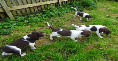 English Springer Spaniel dogs - Advert 14