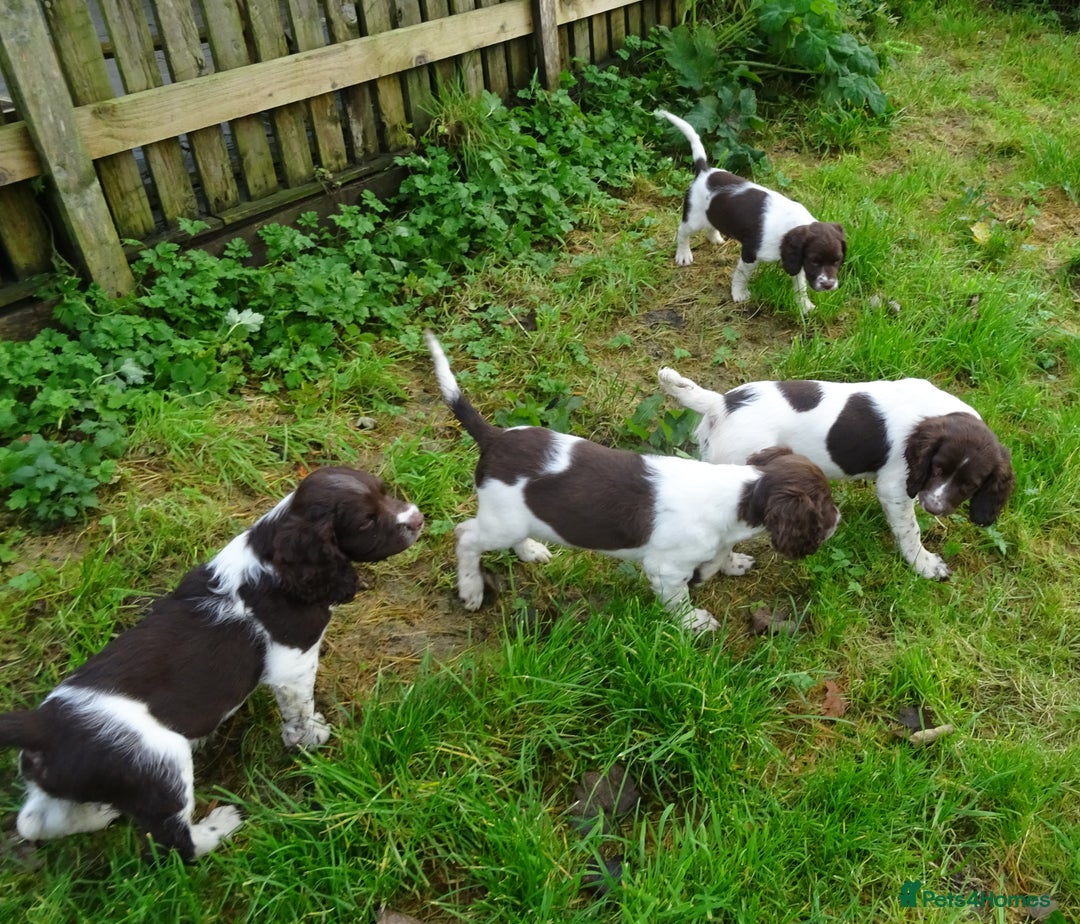English Springer Spaniel dogs for sale: Gorgeous English Springer Spaniel Puppies  - Advert 14