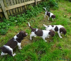 English Springer Spaniel dogs - Advert 5