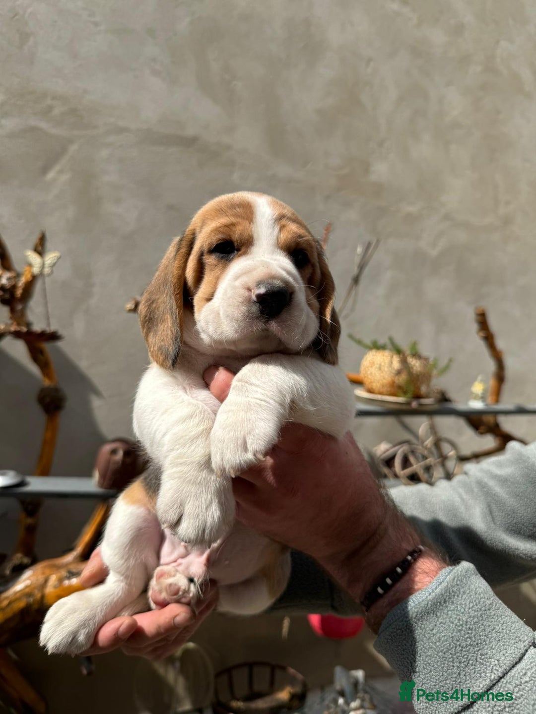 Beagle dogs for sale: Beagle puppies ready soon💕 - Image 11