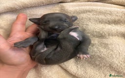 Italian Greyhound dogs for sale: KC Italian Greyhound Puppies  - Image 17