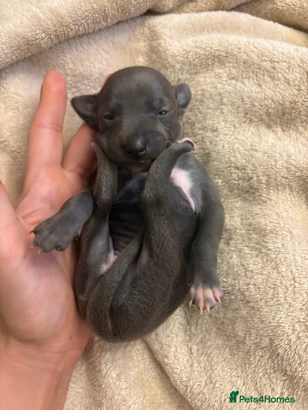 Italian Greyhound dogs for sale: KC Italian Greyhound Puppies  - Image 17